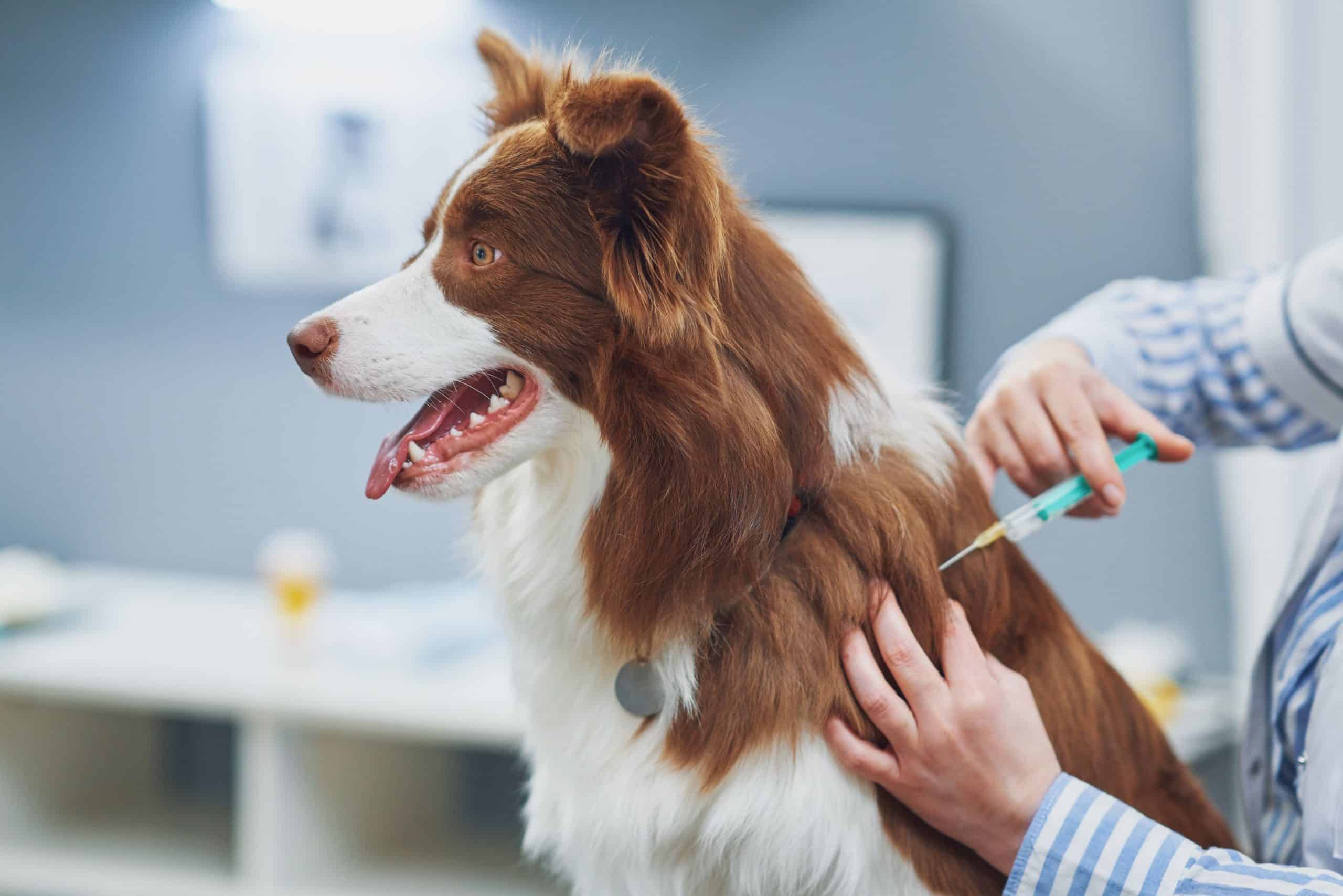What Is Lepto And Why Should My Dog Be Vaccinated 