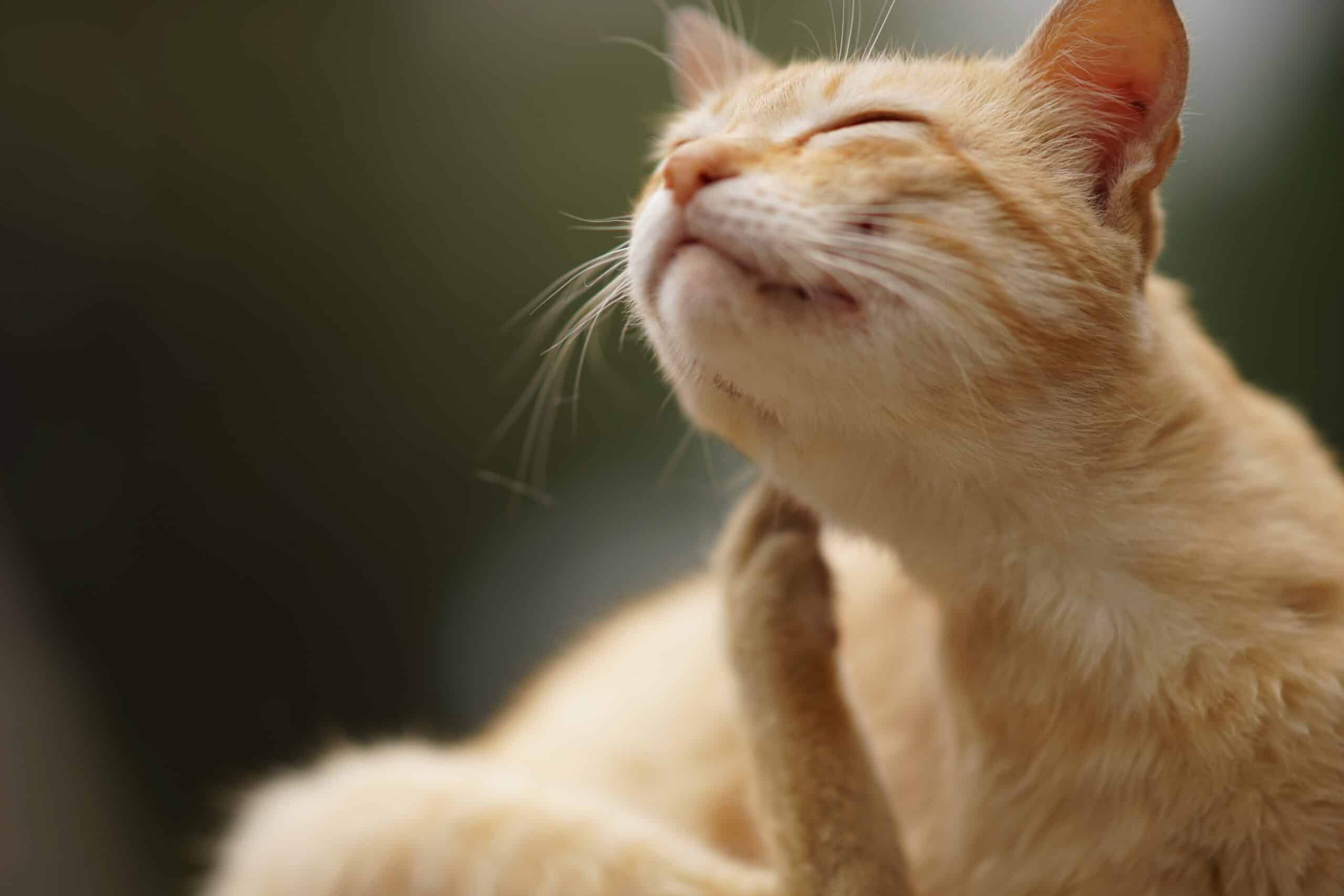 Fall Allergies: Identifying and Managing Common Pet Allergens in Kauai