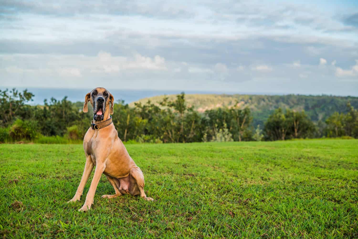 A New Chapter for KNSAC + What Every Kaua‘i Pet Owner Should Know About Itchy Skin