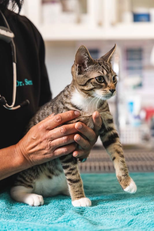 A cat with one of our staff A cat with one of our staff