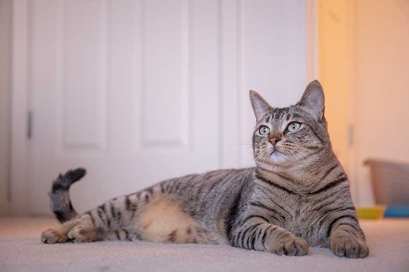 A cat on a carpet A cat on a carpet