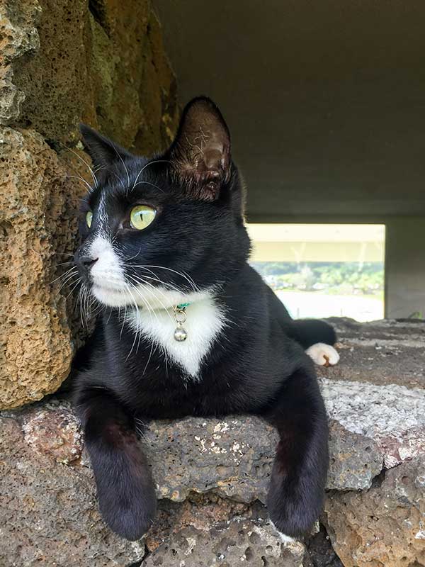 A cat in the outdoors A cat in the outdoors