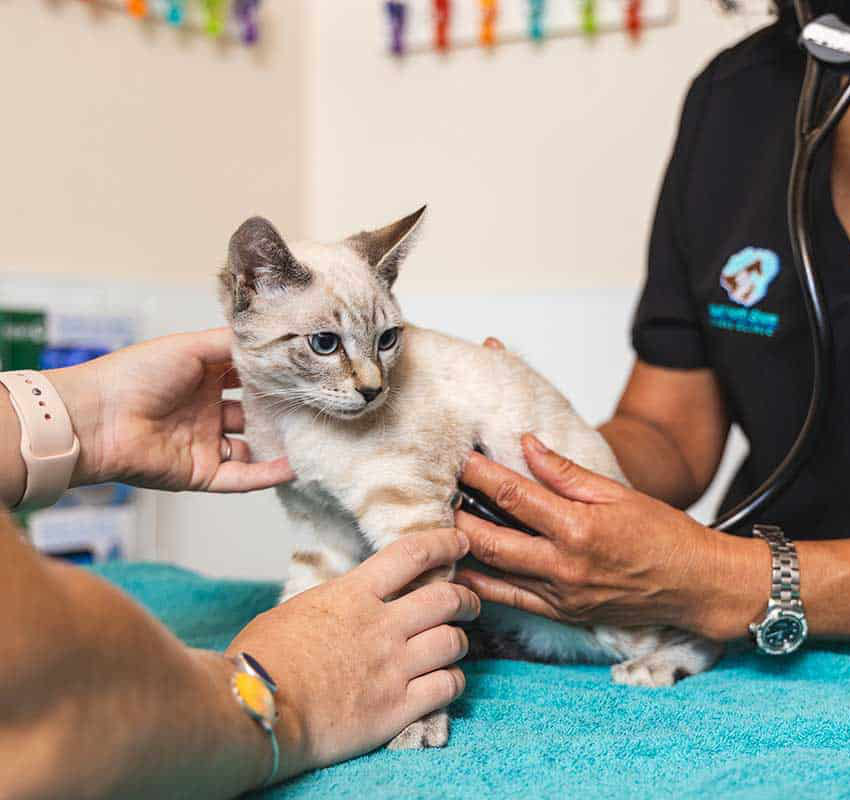 Kitten exam Kitten exam