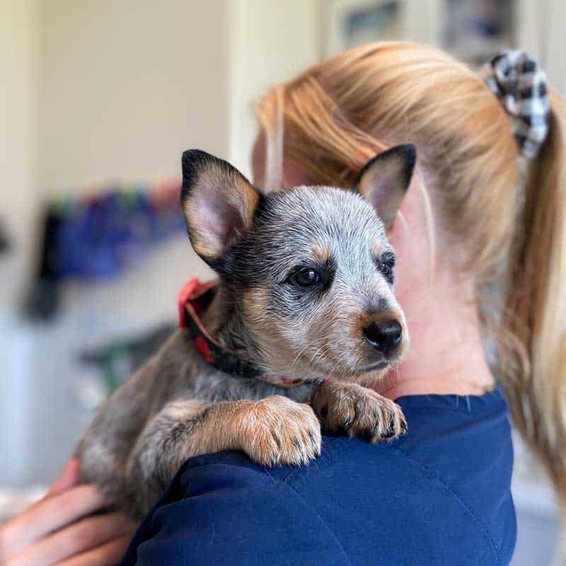 A Blue Heeler puppy with our veterinary staff A Blue Heeler puppy with our veterinary staff