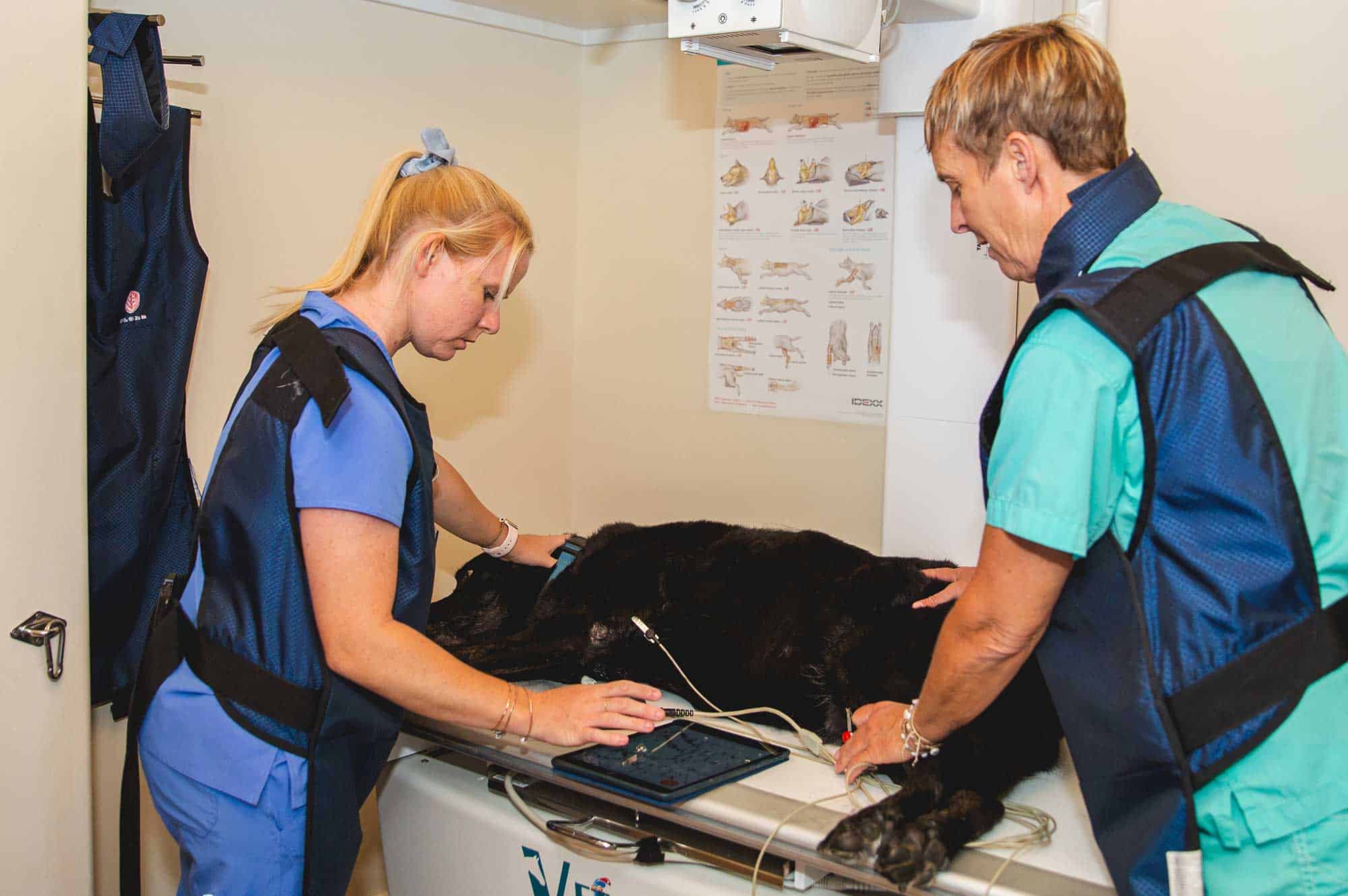 Our veterinarians x-raying a canine patient