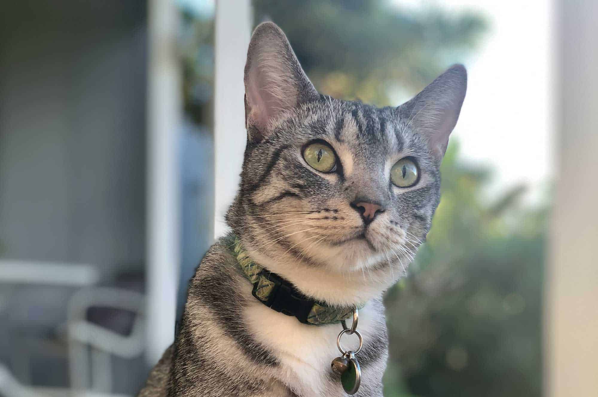 A cat sitting on a porch
