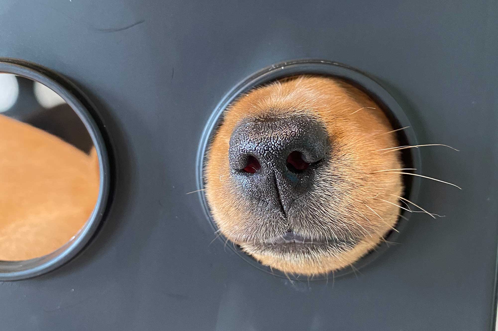 A doxie nose poking through a crate