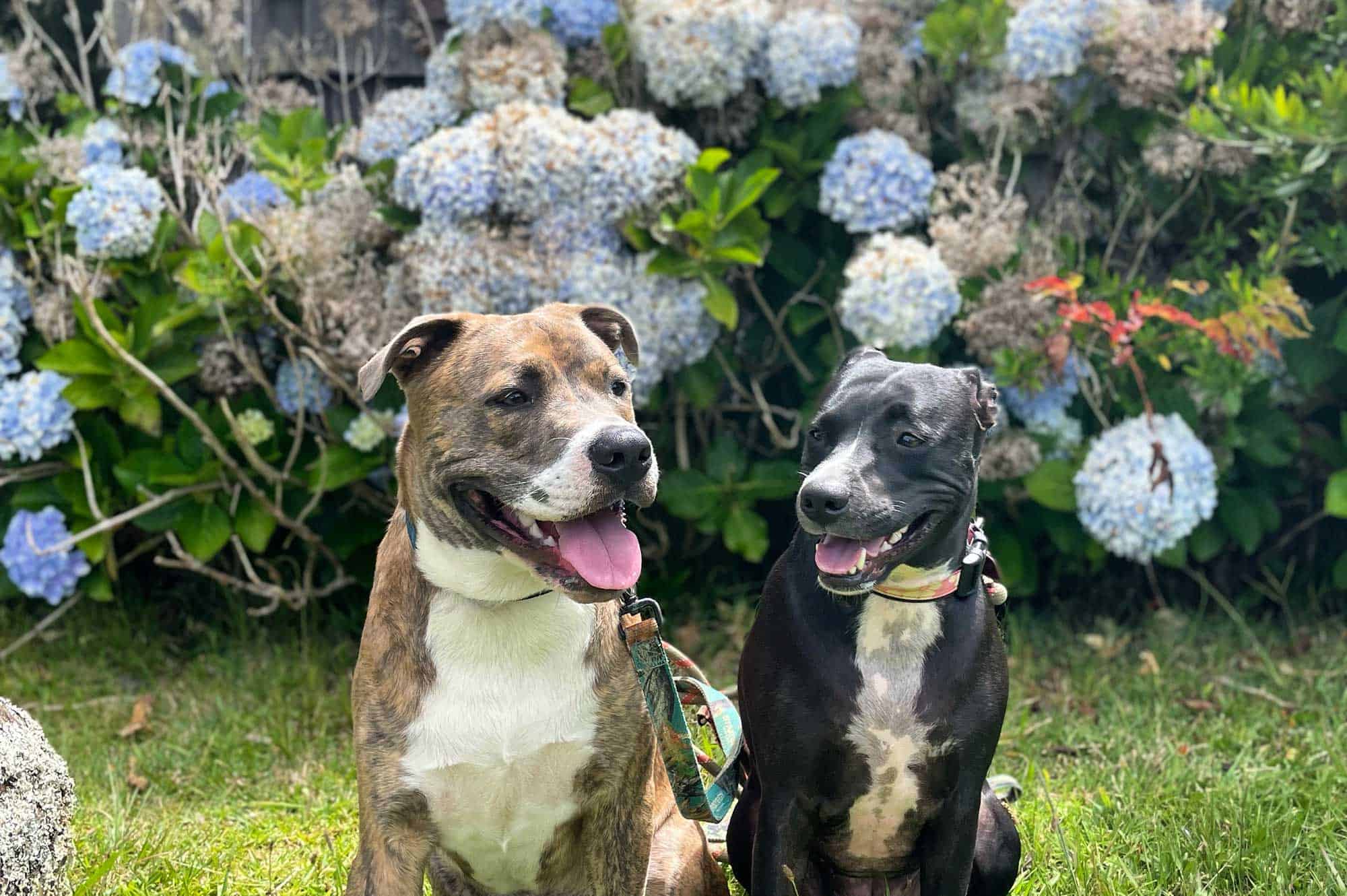 Two dogs sitting in a garden