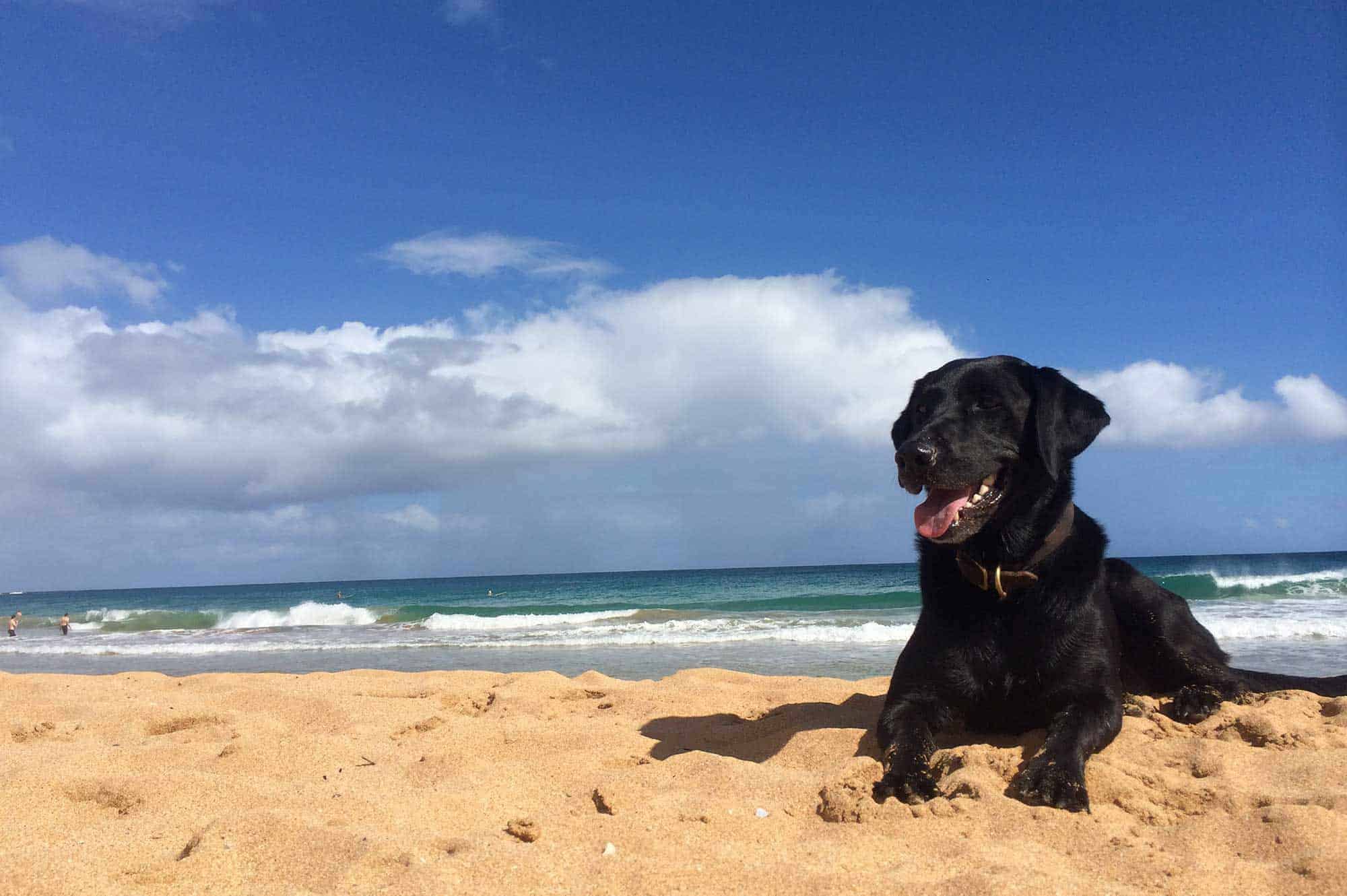 Black lab laying on a beach