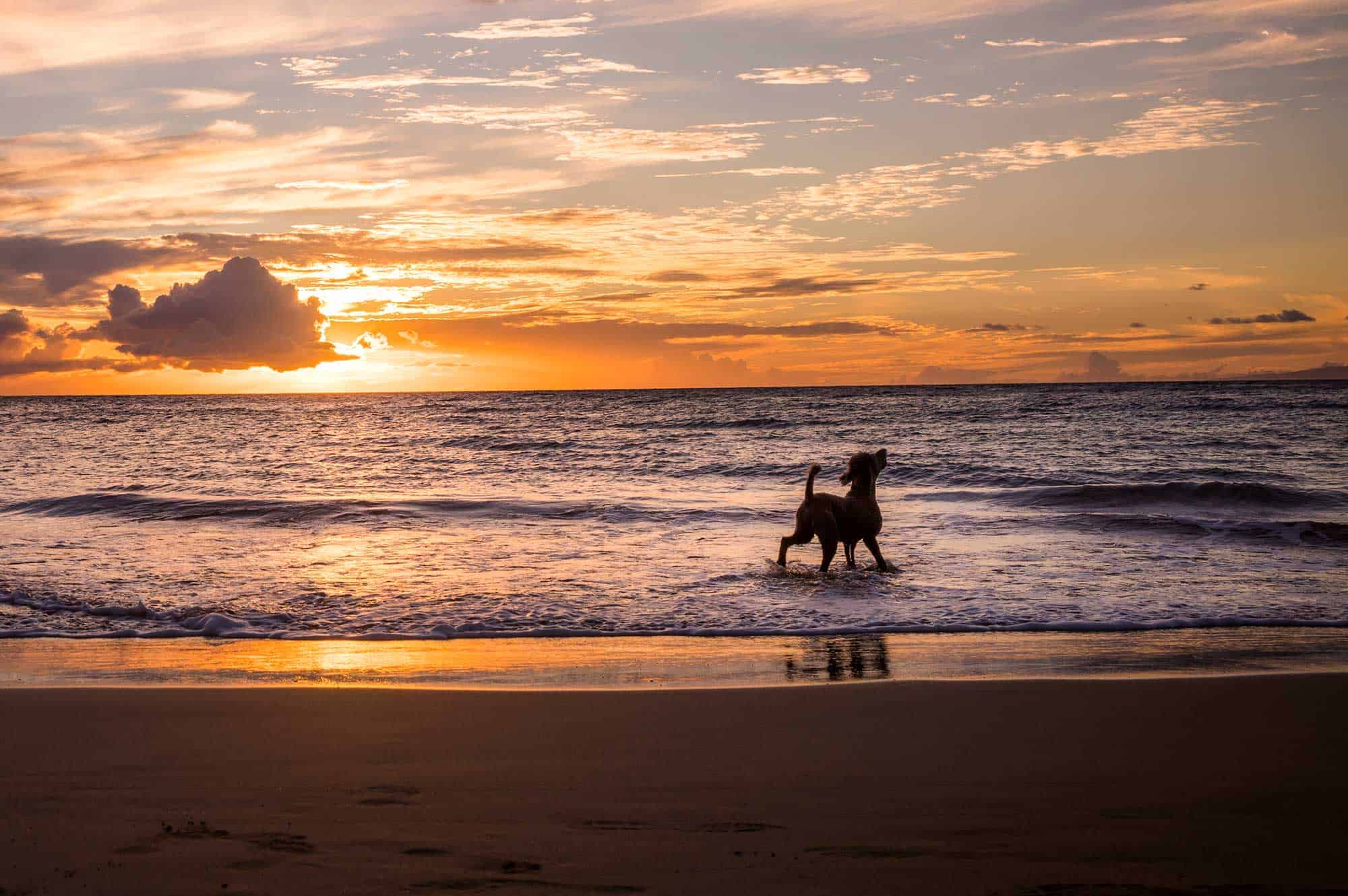 A dog in a sunset