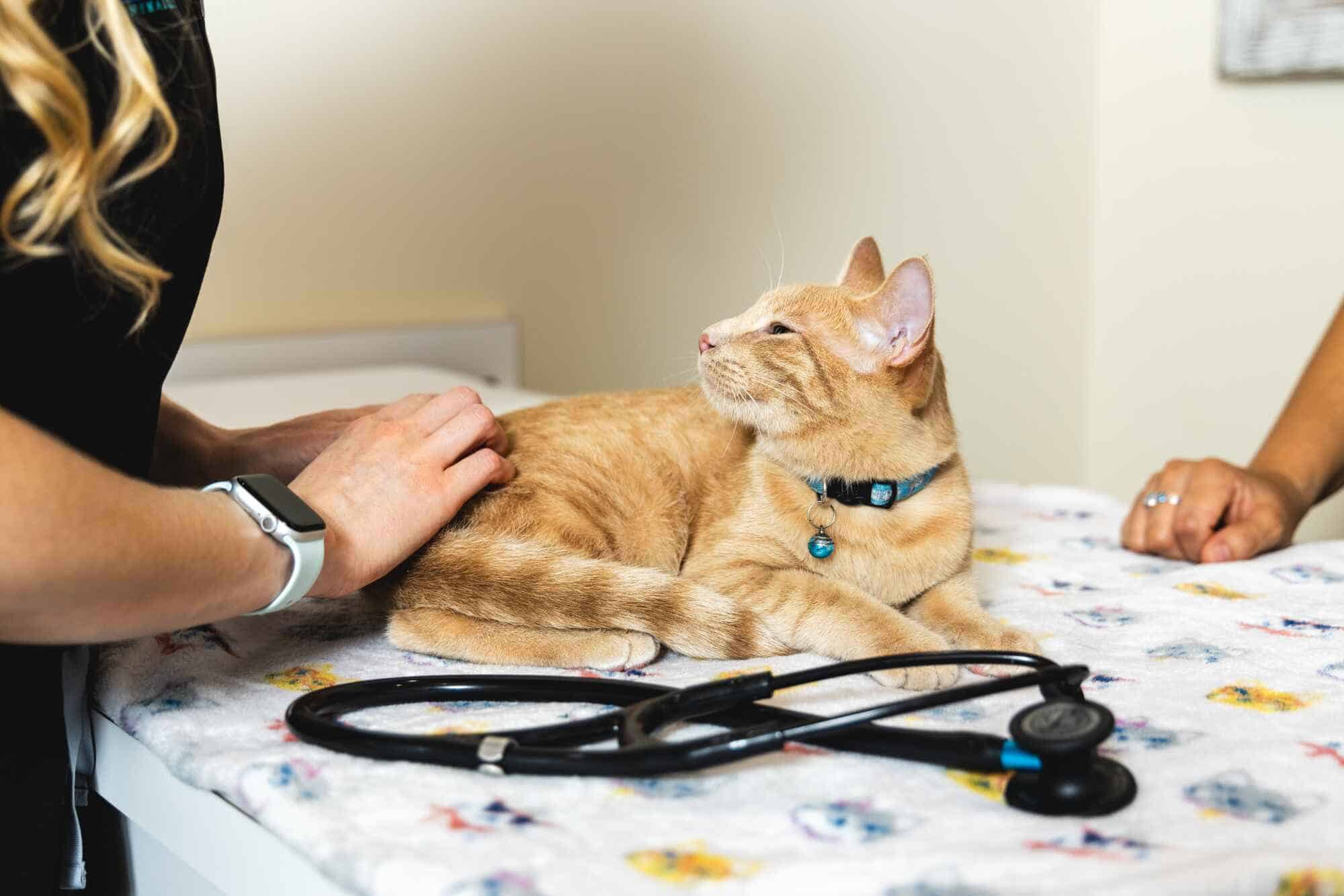 A cat being examined