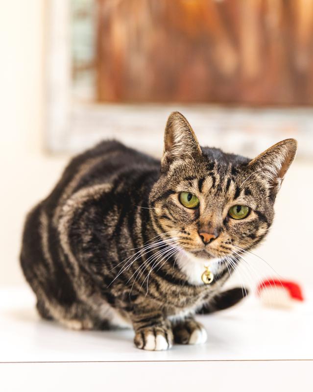 Kika , Clinic Cat & Resident Supervisor